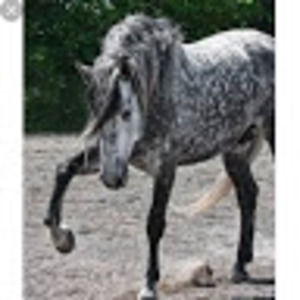 Meet your Posher, Unicorn